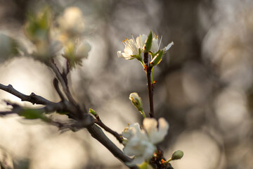 Fototapeta premium branch of a tree