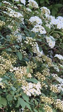 Blossomed bush with white flowers swaying in wind