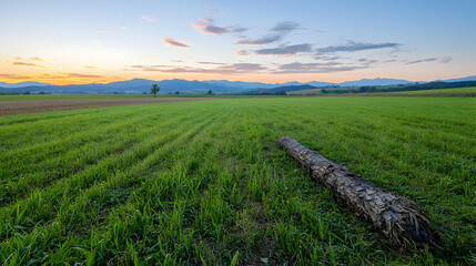 Green Field Landscape At Sunrise With Log