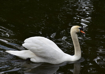 Beautiful White Swan Swimming on a Pond
