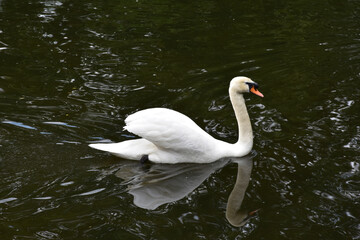 Brilliant White Swan with an Orange Beak