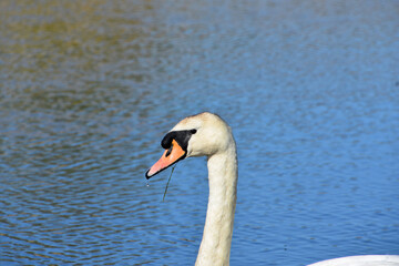 Water Drop Dripping from the Beak of a Swan