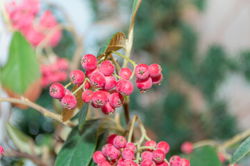 Vibrant red Rowan berries stand out against a lush green background in the natural beauty of Vigo,...