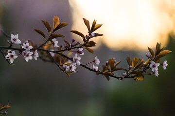 cherry blossom in spring