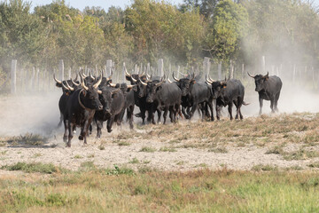 Herde schwarzer Stiere in der Camargue 