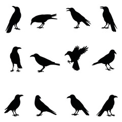 Fototapeta premium set of birds silhouettes for Crow with different poses