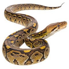 reticulated python in Transparent Background Closeup of a Boa Constrictor Showing Detailed Scales and Pattern