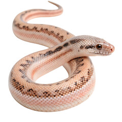 Fototapeta premium rosy boa in Transparent Background Closeup of a Boa Constrictor Showing Detailed Scales and Pattern