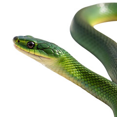 Fototapeta premium rough green snake in Transparent Background Closeup of a Boa Constrictor Showing Detailed Scales and Pattern
