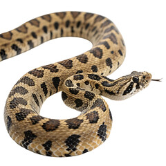 Fototapeta premium russell s viper in Transparent Background Closeup of a Boa Constrictor Showing Detailed Scales and Pattern
