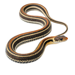 striped keelback in Transparent Background Closeup of a Boa Constrictor Showing Detailed Scales and Pattern