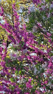 Blooming tree branches with vivid colors