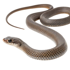 Fototapeta premium whip snake in Transparent Background Closeup of a Boa Constrictor Showing Detailed Scales and Pattern