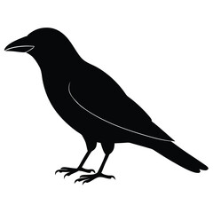 American Crow line art vector isolated on white background