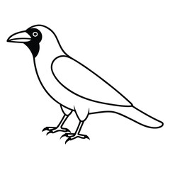 Fototapeta premium American Crow line art vector isolated on white background