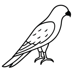Obraz premium American Kestrel line art vector isolated on white background