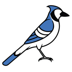 Blue Jay line art isolated on white background 