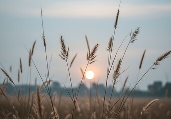 Silhouetted wild grass stretches upward as a warm sunset casts its glow over the horizon, creating a peaceful and tranquil atmosphere in the countryside during twilight