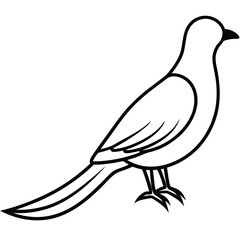 Cuckoo line art isolated on white background 