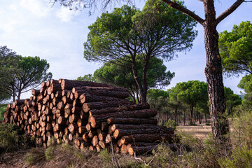 Logs cut stacked and placed in a pine forest