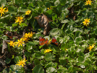 Two butterflies sitting on green grass with yellow flowers