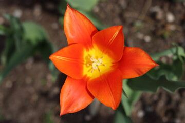 Fototapeta premium Close up of a red and yellow tulip