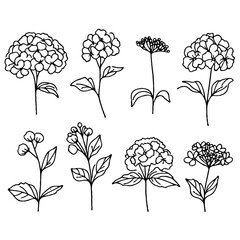 Set of outline hydrangea, leaves, doodle floral pattern. Hand drawn Botanical drawing. Detailed line art Rhododendron, Geranium illustration. Simple Stylized flowers. Elegant Black and White blossom