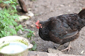 Chickens on a rural farm. Agriculture. Poultry breeding. Breeding chickens.