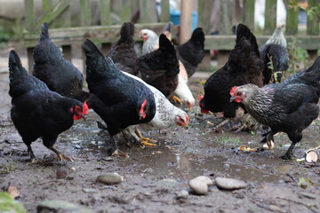 Chickens on a rural farm. Agriculture. Poultry breeding. Breeding chickens.