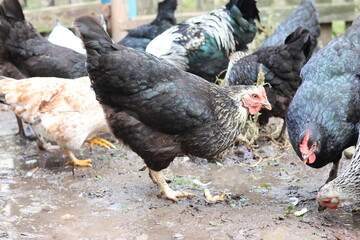 Chickens on a rural farm. Agriculture. Poultry breeding. Breeding chickens.