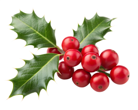 holly berries isolated on white background, PNG