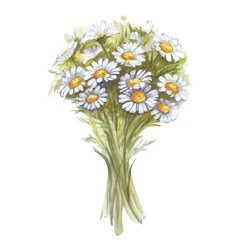 Watercolor bouquet of daisies on a white background. The white wildflowers are hand-painted. Botanical illustration. Isolated. An element for summer and holiday design.