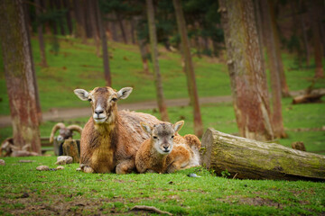 Wild Sheep with Lamb Resting on Meadow in Natural Habitat
