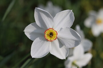 Close up of a narcissus poeticus or pheasant's eye daffodil