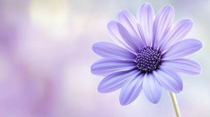 Fototapeta premium Closeup Single Purple Osteospermum Flower with Detailed Center Against Soft Gradient