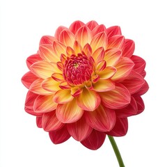 Fototapeta premium Dahlia flower close up isolated on white background
