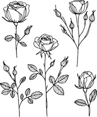 Set of outline roses, leaves, doodle floral pattern. Hand drawn rose Botanical drawing. Detailed line art rosebuds, buds illustration. Simple Stylized flowers. Elegant Black and White blossom