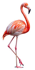 Obraz premium flamingo on white