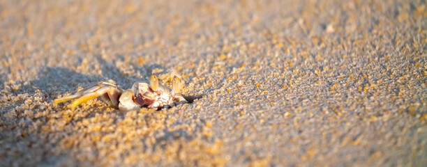 A crab on the beach is running on the white sand. Exotic animals in the resorts of tropical islands. The concept of a beach holiday in the tropics.
