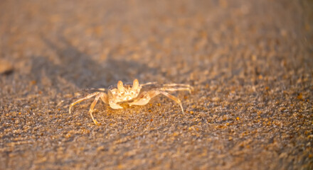 A crab on the beach is running on the white sand. Exotic animals in the resorts of tropical islands. The concept of a beach holiday in the tropics.