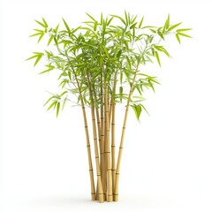 Fototapeta premium Lush bamboo clump against a stark white background.