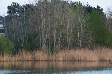 Lakeside Trees and Reeds in the Early Evening