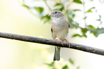 The female sparrow also know as Pardal or Gorrion singing perched on the branch. Species Passer domesticus. Animal world. Birdwatching
