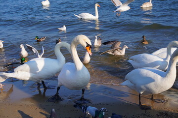 mewy na plaży Sopot © Pawe