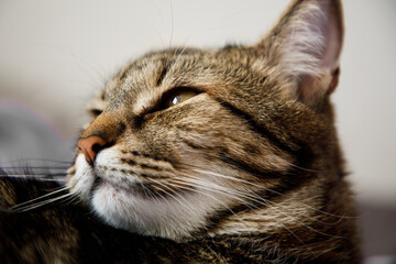 Portrait of little adorable gray cat indoors