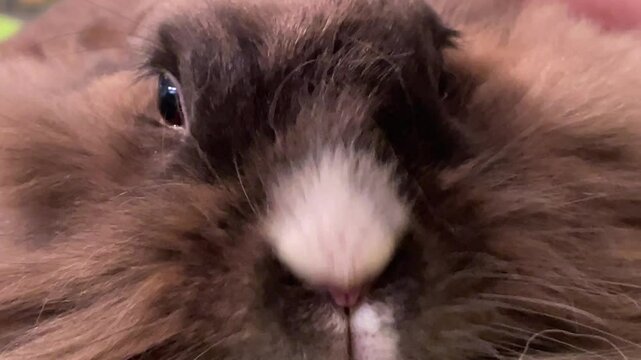 Portrait eines Zwergkaninchen