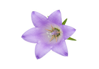 Isolated light purple bellflower