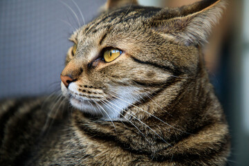 Portrait of little adorable gray cat indoors