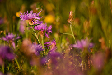 Nahaufnahme der Wiesen-Flockenblume (centaurea jacea L.) auf einer Naturwiese bei der Drover Heide. Schönes Farbenspiel und Blütenpracht.