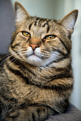 Portrait of little adorable gray cat indoors